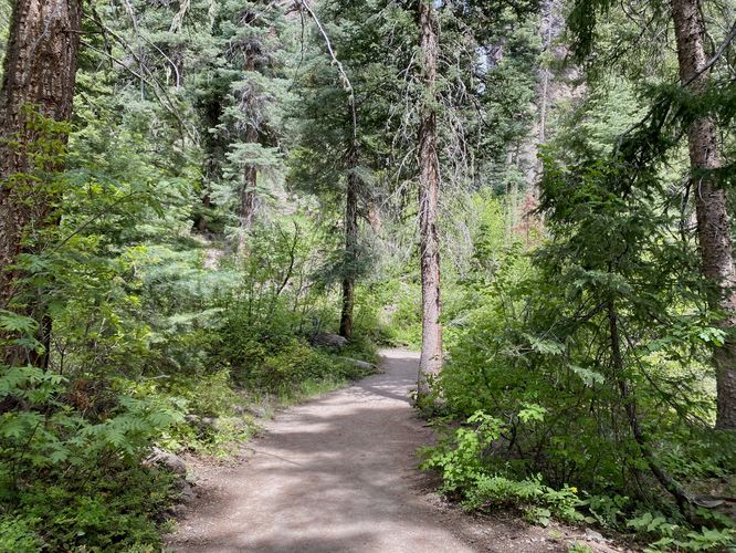 Evergreen forest of the Treasure Falls Trail
