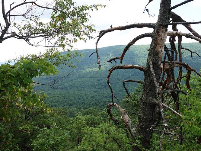 Picture 9 of Tri County Hike 070717