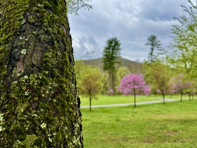 Picture 3 of Trout Run Loop April 19 2026