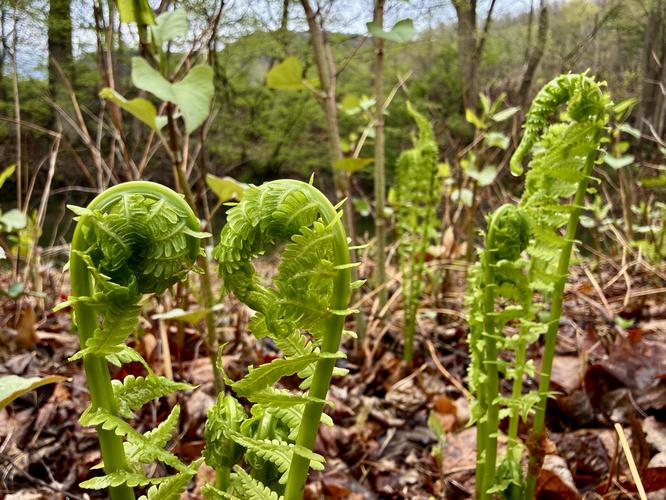 Picture 5 of Trout Run Loop April 19 2026