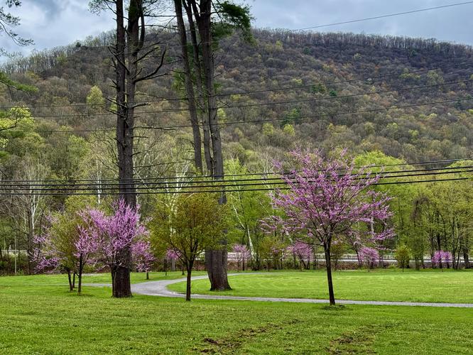 Picture 7 of Trout Run Loop April 19 2026