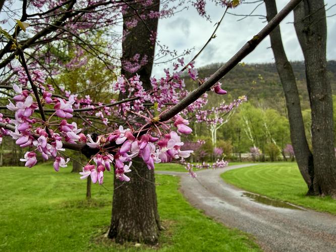 Picture 8 of Trout Run Loop April 19 2026