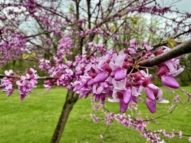 Picture 9 of Trout Run Loop April 19 2026