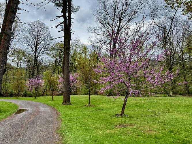 Picture 10 of Trout Run Loop April 19 2026