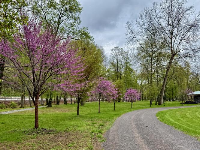 Picture 11 of Trout Run Loop April 19 2026
