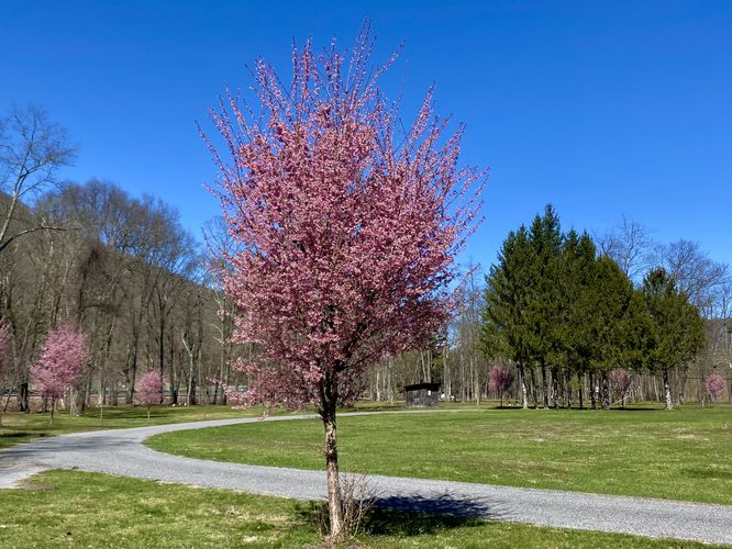Eastern Redbud trees flowering, April 7 2024