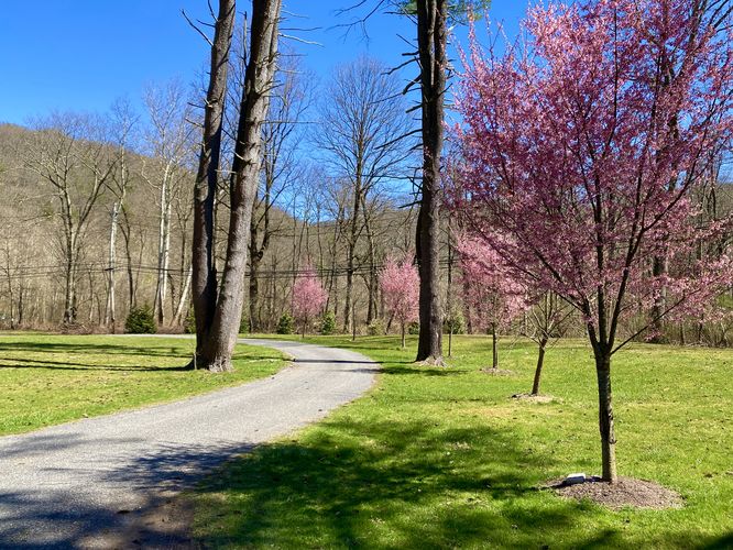 Trout Run Park, lined with flowering Eastern Redbud trees