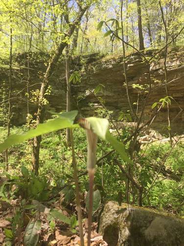 Jack-in-the-pulpit at the 1st sinkhole