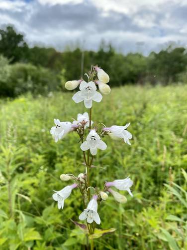 Wildflowers