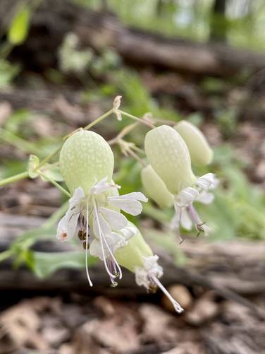 Wildflowers