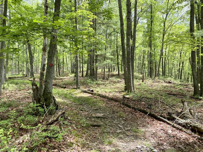 Twain Trail turns to a wooded area