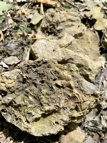Brachiopod fossils found on the Twain Trail