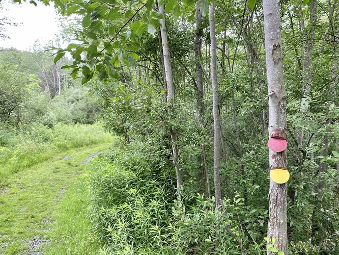 Red blazes of the Twain Trail