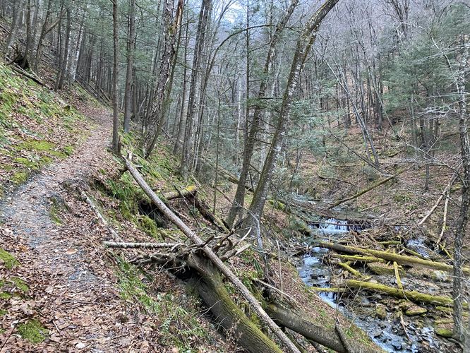 Twin Cascade Trail becomes steeper within the ravine