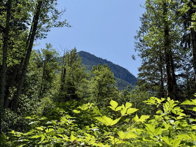 Nearby mountain peaks over the trees