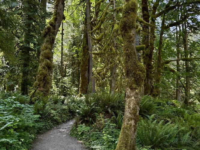 Fern-filled forest with moss-covered trees
