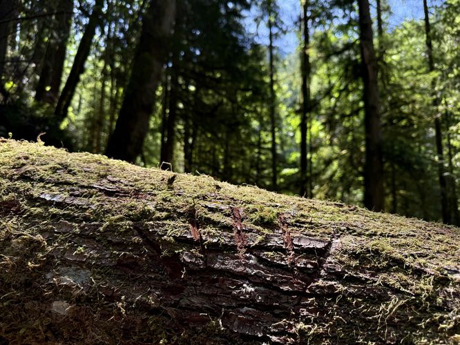 Bear claw marks on a fallen tree