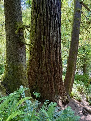 Old-growth tree