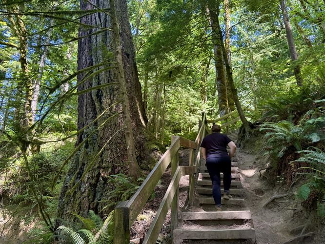 Steep stairs pass old-growths near Lower Twin Falls