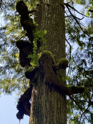 Moss-covered branch nubs