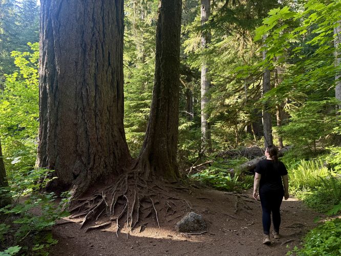 Hiking past ancient Douglas-fir trees