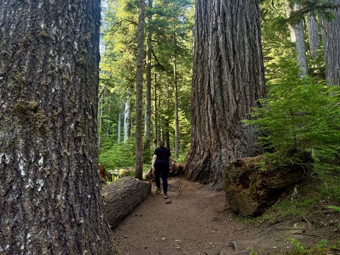 Default image for Twin Firs Trail, a 0.3-mile trail in Ashford, WA (US)