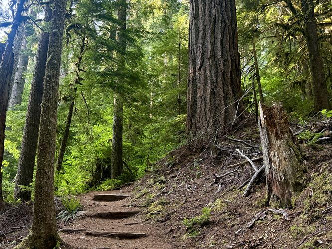 Trail passes more old-growth trees