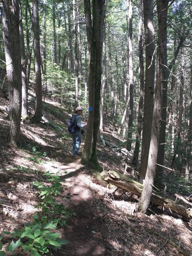 Trail through the woods
