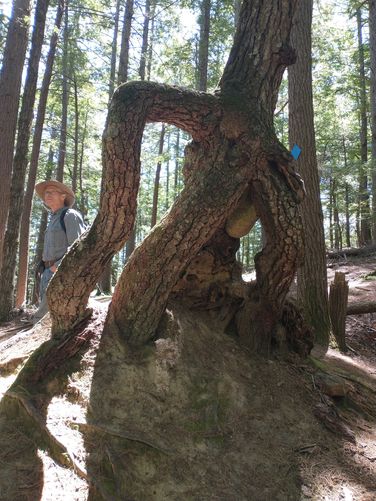 Learn about this odd tree in the Trail Guide