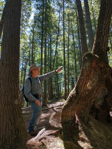 An interesting tree along the trail. The guide will teach you how this came to be.
