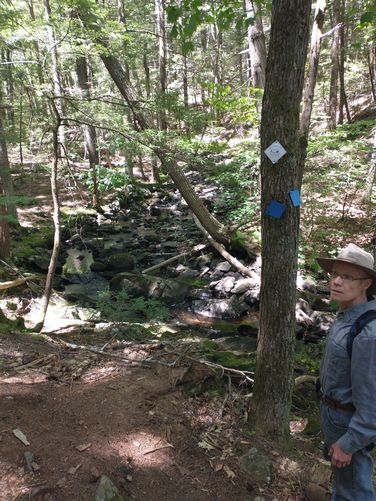 Our first glimpse of Cold Brook looking upstream.