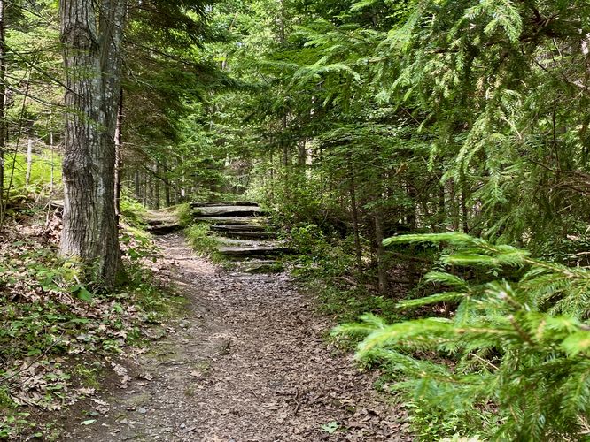 Forest hike through Two Lights State Park