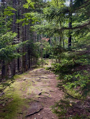 Evergreens line the trail at Two Lights State Park