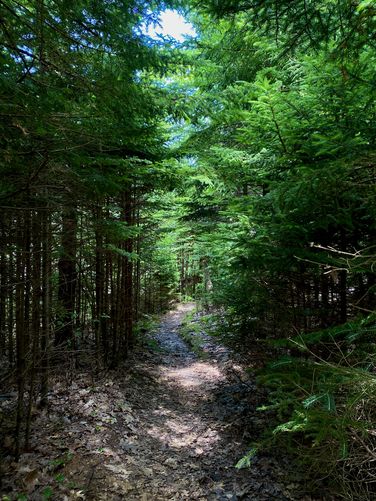 Dark woods, shaded by evergreens