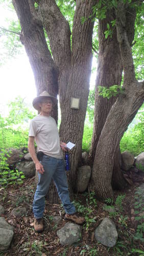 Stop and read along the trail.... this tree has been growing here since before the Pilgrims arrived