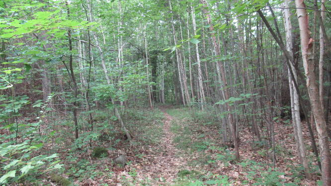 The trail is narrow through the woods