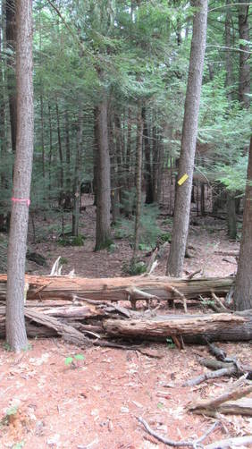 Tree debris along the trail