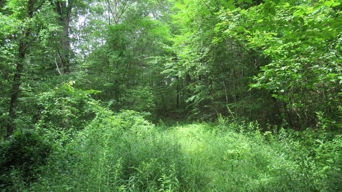 Dense vegetation along the trail