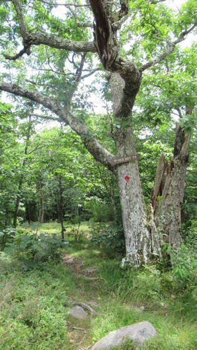 Trail marker on tree for the Red Dot Trail
