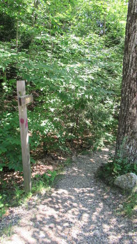 Re-entry to Summit Trail with broken sign and maroon/purple trail blaze marker