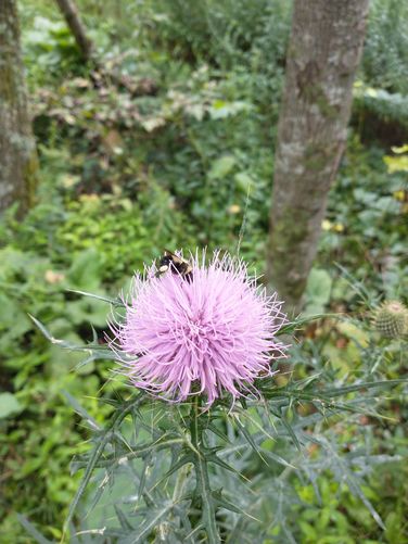 Some of the beauty observed along the trail