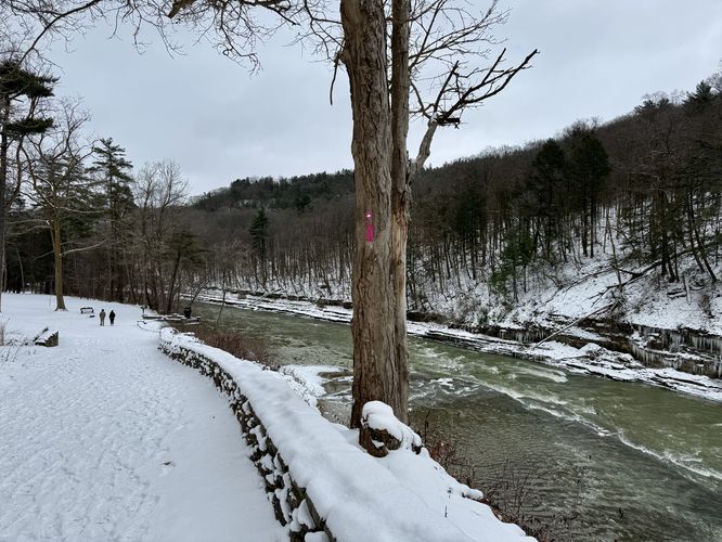 Pink blazes define the Gorge Trail at Letchworth State Park