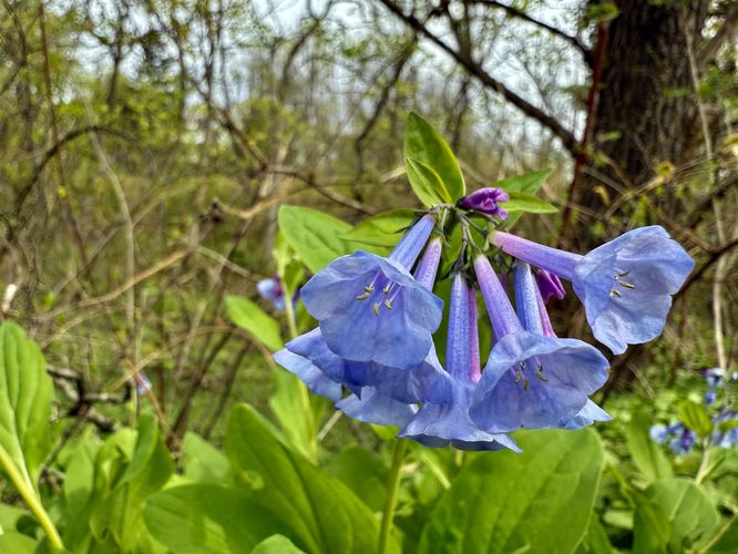 Virginia bluebell wildflowers