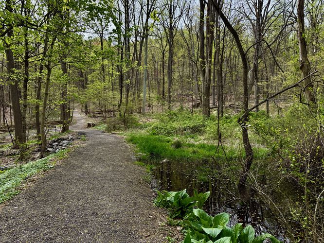 Swamp along the Horseshoe Trail