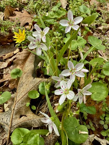 Claytonia virginica (eastern spring beauty) wildflowers