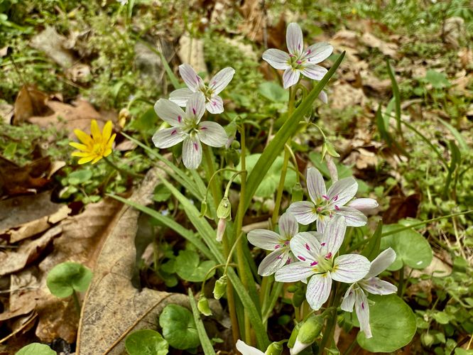 Claytonia virginica (eastern spring beauty) wildflowers