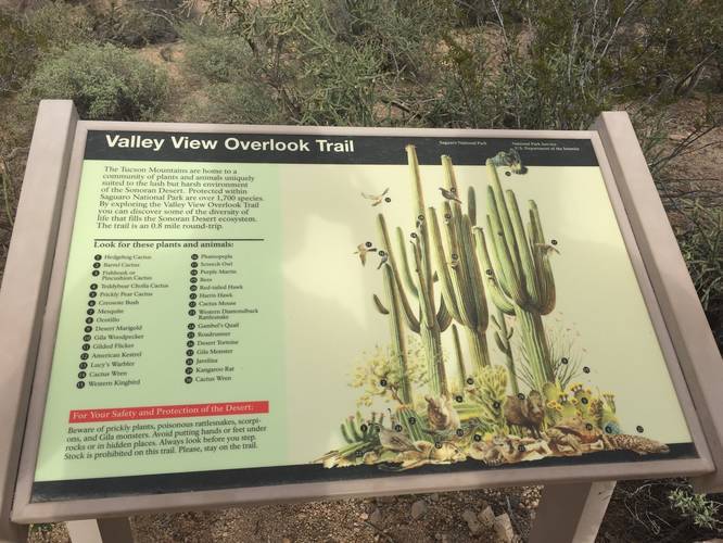Picture 3 of Valley View Overlook Trail Saguaro