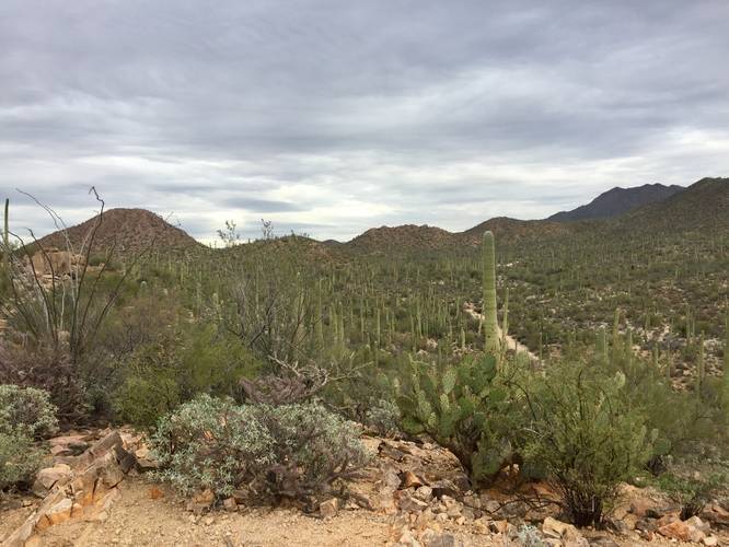 View back into Saguaro NP