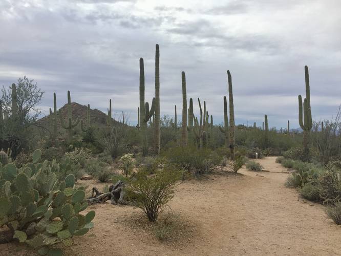 Picture 7 of Valley View Overlook Trail Saguaro