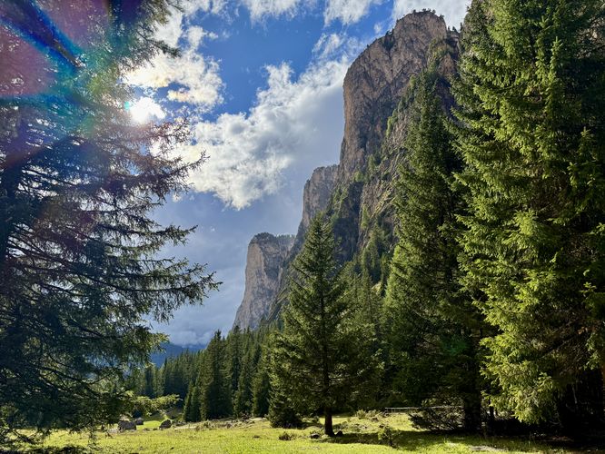 Sunlight shines through evergreen branches with towering alpine walls and peaks as seen from the valley